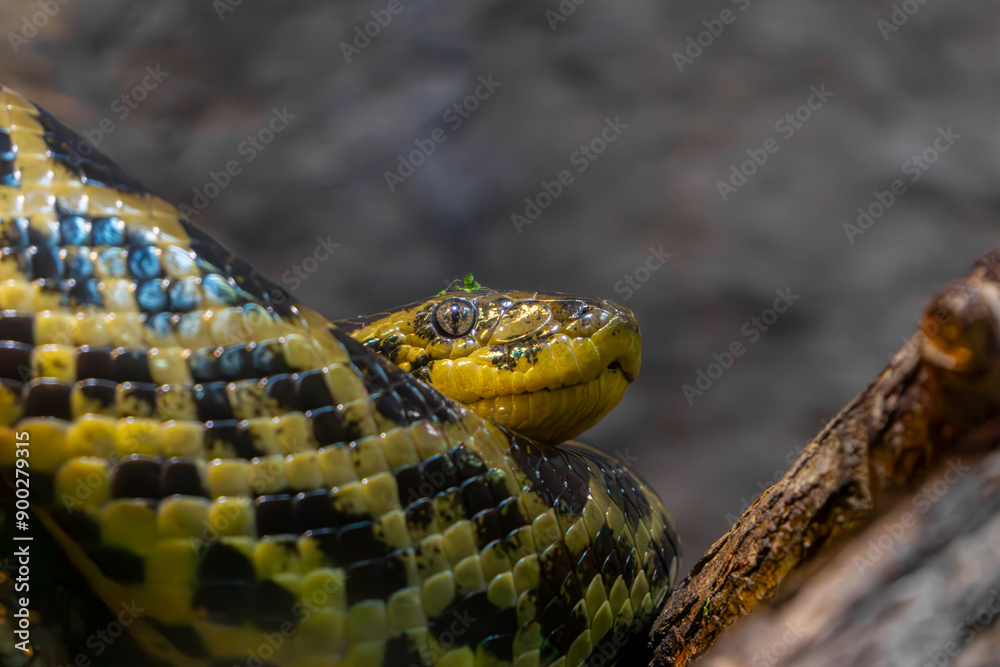 Obraz premium Wild animal, snake, yellow anaconda sitting on a dry tree. constrictor