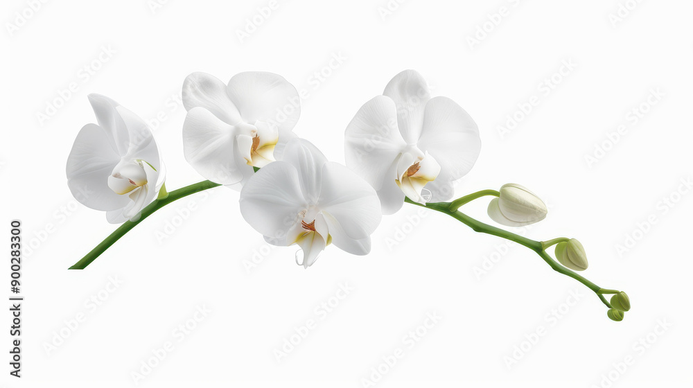 Obraz premium Delicate pen sketch of a white orchid against a sweeping ocean backdrop, blending natures elegance with minimalist design.