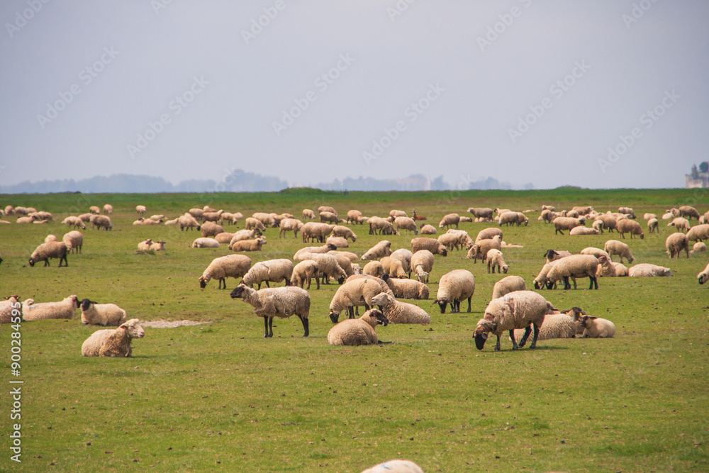 Fototapeta premium Eine Herde Schafe auf einer grünen Wiese in Frankreich an der Kanalküste