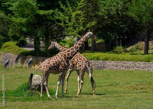 Canvas Print two giraffes walking on green grass, wild animal giraffe