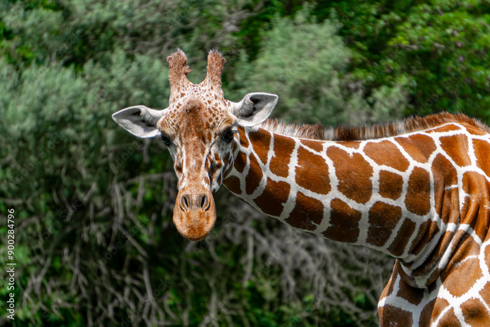 Giraffe walking on green grass, wild animal giraffe. animals with long necks. animals walking in natural living conditions on a beautiful sunny day. A mammal from the giraffe family. view of the neck Giraffe walking on green grass, wild animal giraffe. animals with long necks. animals walking in natural living conditions on a beautiful sunny day. A mammal from the giraffe family. view of the neck