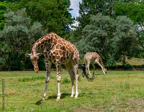 two giraffes walking on green grass, wild animal giraffe. animals with long necks. animals walking in natural living conditions on a beautiful sunny day. photo