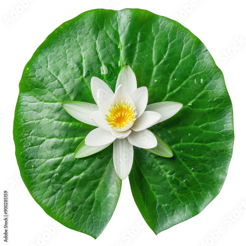 Water Lily Flower on a Green Leaf.