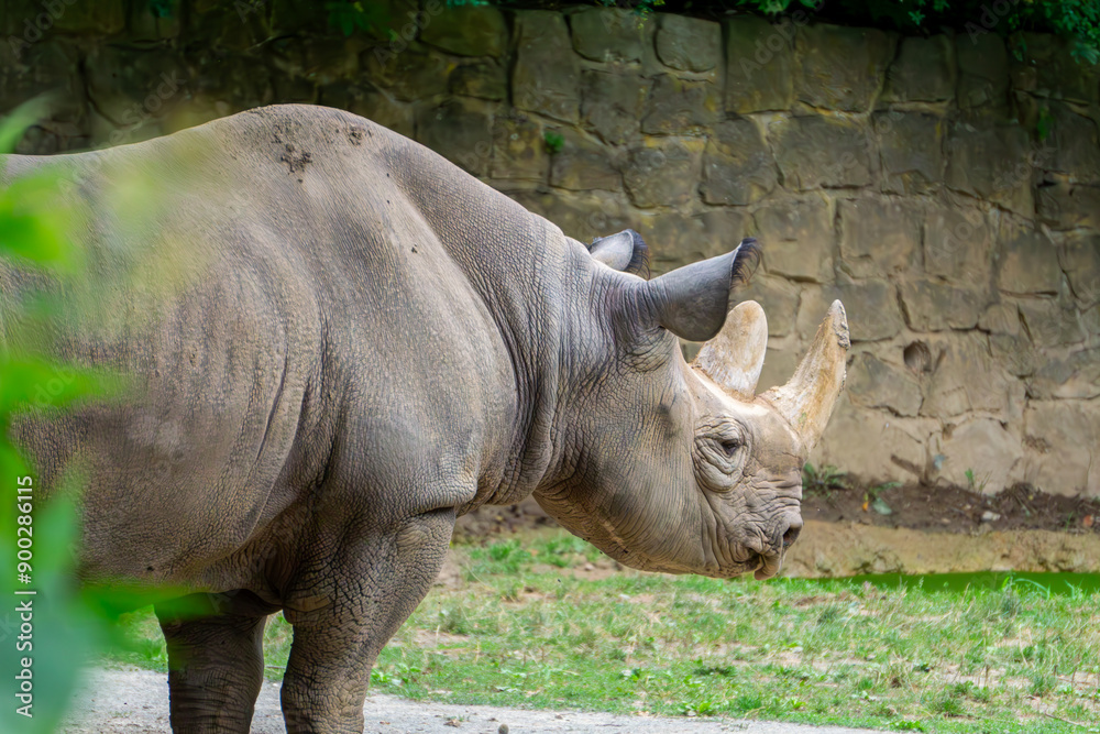 Wild animal rhinoceros sitting among stones, rocks and also green grass on a beautiful warm summer day. The white rhinoceros (Ceratotherium simum) is a species of cloven-hoofed mammal from the rhinoce Wild animal rhinoceros sitting among stones, rocks and also green grass on a beautiful warm summer day. The white rhinoceros (Ceratotherium simum) is a species of cloven-hoofed mammal from the rhinoce