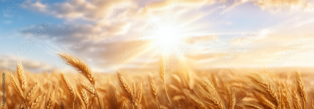 Barley field background_Thanksgiving Day Barley field background_Thanksgiving Day