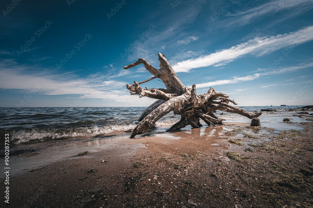Duży charakterystyczny konar leżący na nadmorskiej plaży. Duży charakterystyczny konar leżący na nadmorskiej plaży.