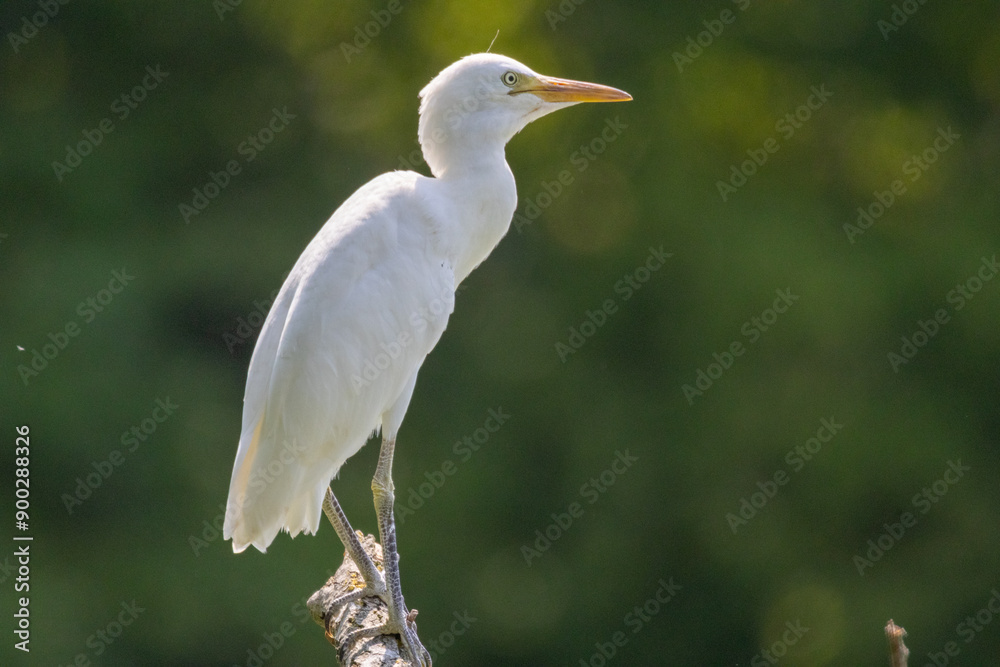 GIOVANE DI AIRONE GUARDABUOI OASI NATURALISTICA DI TORRILE E TRECASALI GIOVANE DI AIRONE GUARDABUOI OASI NATURALISTICA DI TORRILE E TRECASALI