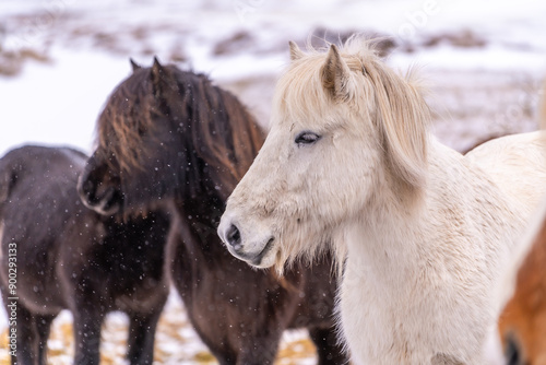 Three horses are standing in the snow, one of which is white