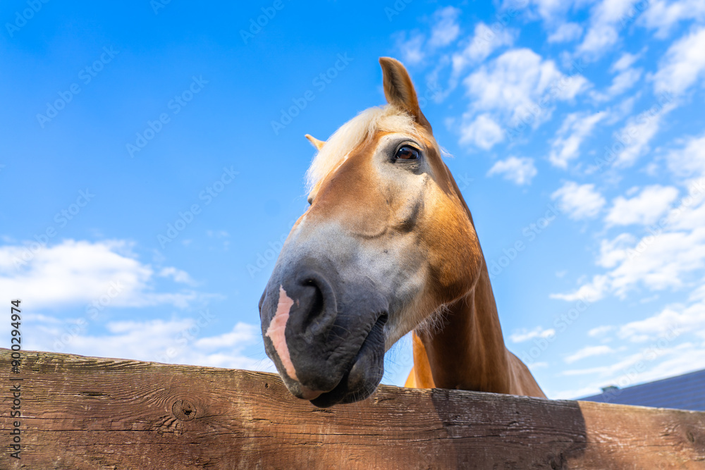 Fototapeta premium Portrait of a Palomino horse. Funny horse. Funny brown horse face with nose close up. 