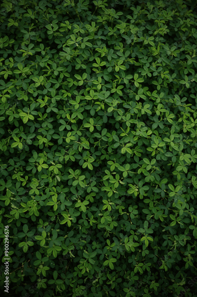 Dense, vibrant green foliage creating a natural, textured background Dense, vibrant green foliage creating a natural, textured background