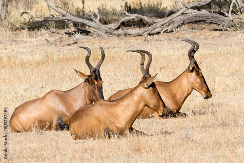 Red Hartebeest (Alcelaphus buselaphus caama) ina dry riverbed, Kgalagadi Reserve, South Africa photo