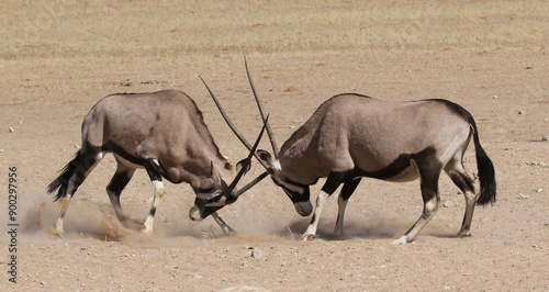 Photography Two gemsbok (Gemsbok (Oryx gazella) portrait in the Kgalagadi Reserve, South Afr