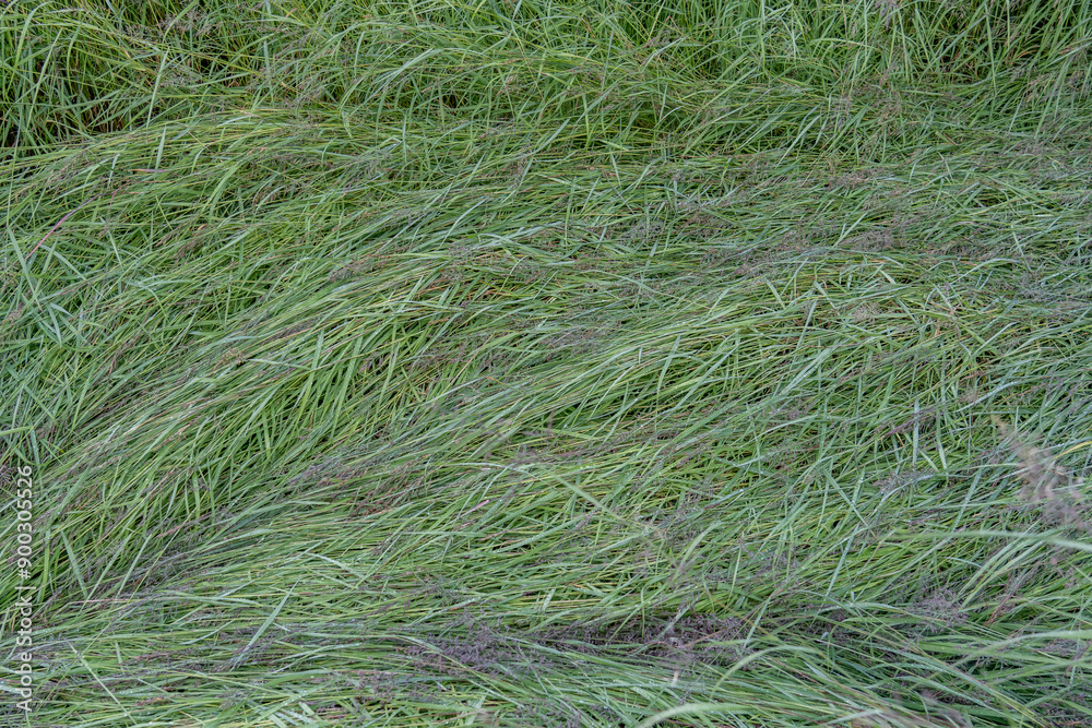 Potter Marsh Wildlife Viewing Boardwalk, Anchorage, Alaska. The Poaceae or Gramineae are the 
