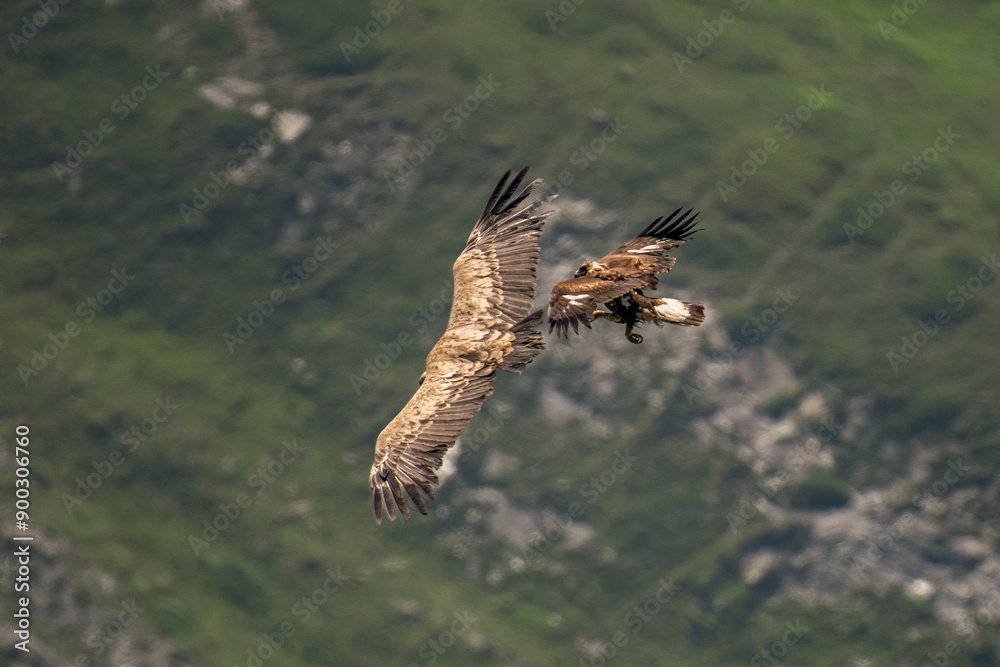 Wild Young golden eagle (Aquila chrysaetos) attacking a eurasian griffon vulture (Gyps fulvus) in flight against alpine meadows background. Wingspan size comparison. Italian Alps, Horizontal, July.