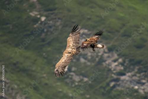 Obraz na płótnie Wild Young golden eagle (Aquila chrysaetos) attacking a eurasian griffon vulture (Gyps fulvus) in flight against alpine meadows background. Wingspan size comparison. Italian Alps, Horizontal, July. w salonie