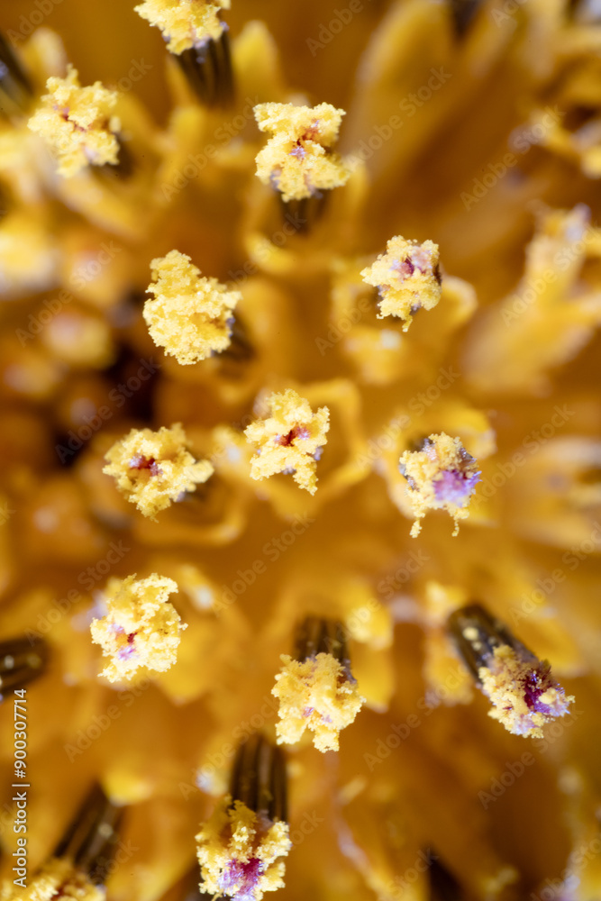 Macro photo of stamen of sunflower (Helianthus annuus)