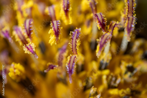 Obraz na płótnie Macro photo of pistil of sunflower (Helianthus annuus) w salonie