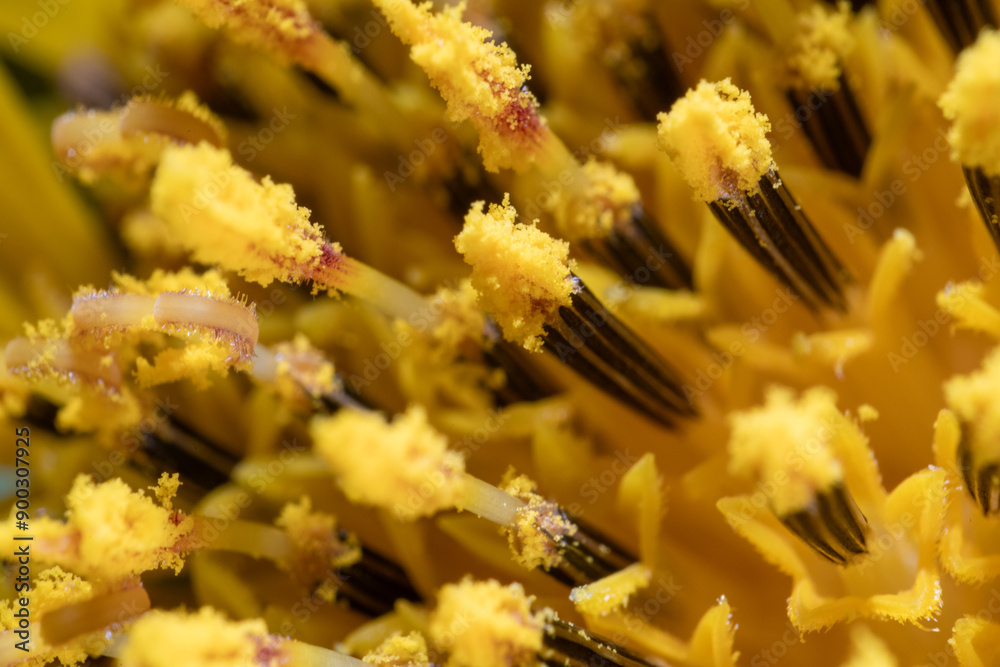 Macro photo of stamen of sunflower (Helianthus annuus)
