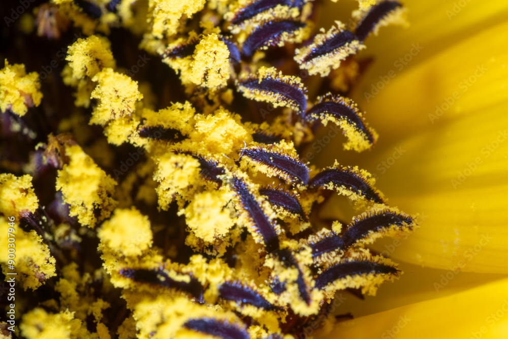 Macro photo of stamen of sunflower (Helianthus annuus)
