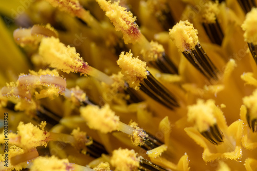 Obraz na płótnie Macro photo of stamen of sunflower (Helianthus annuus) w salonie
