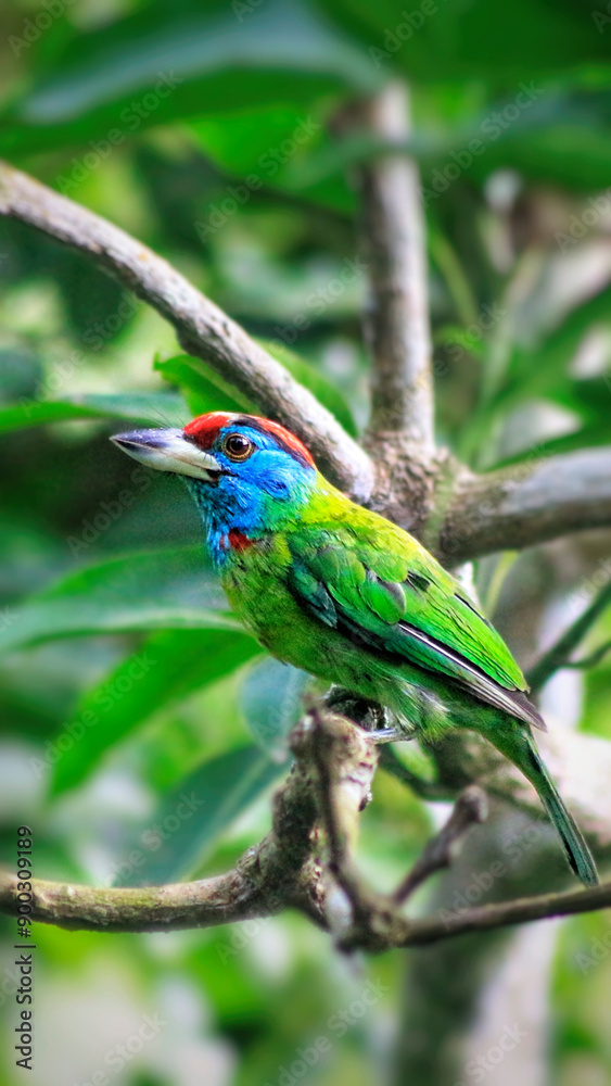 Obraz premium blue bird on branch