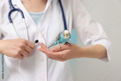 Veterinarian examining pet parrot on light background, closeup