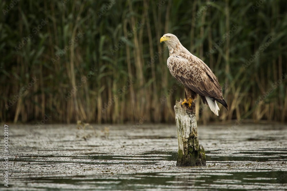White tailed eagle in wild nature