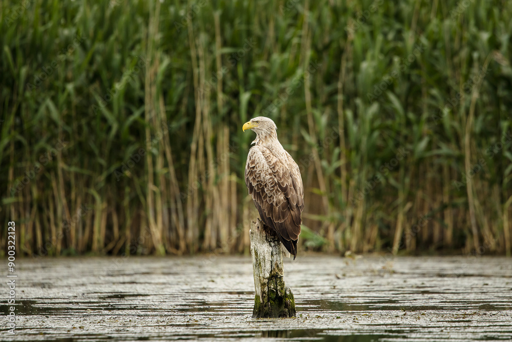 White tailed eagle in wild nature