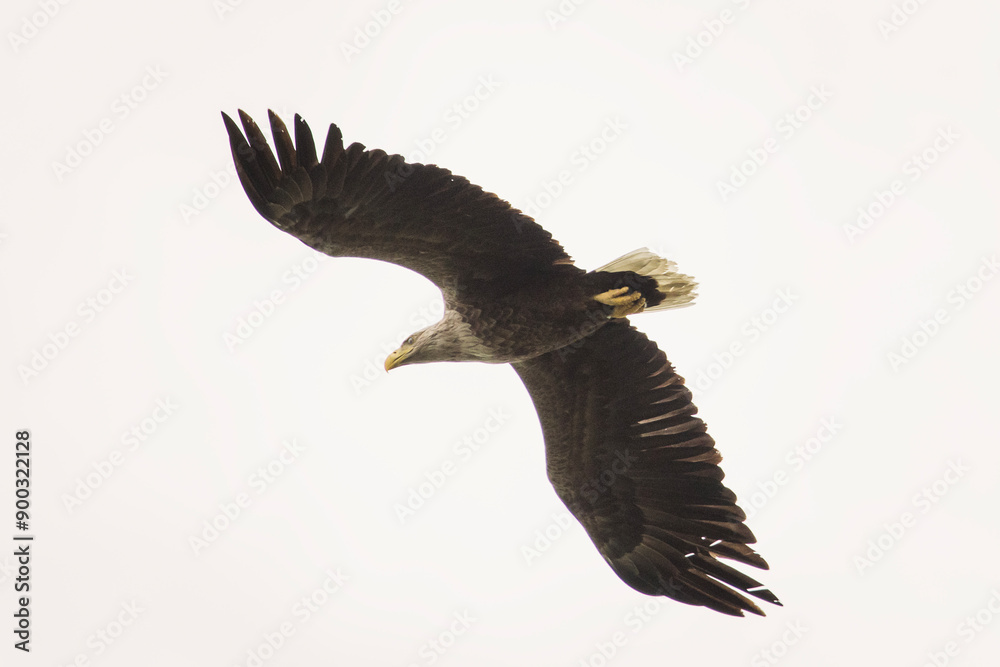 White tailed eagle in wild nature