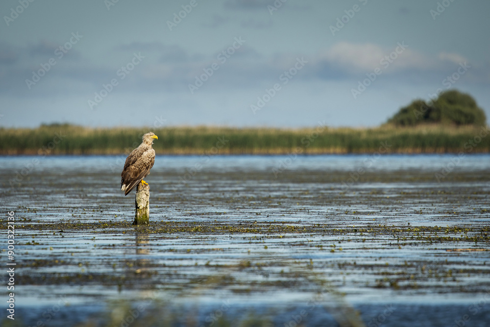 White tailed eagle in wild nature