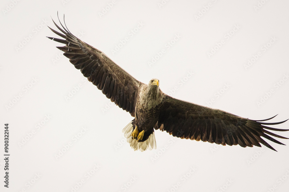 White tailed eagle in wild nature