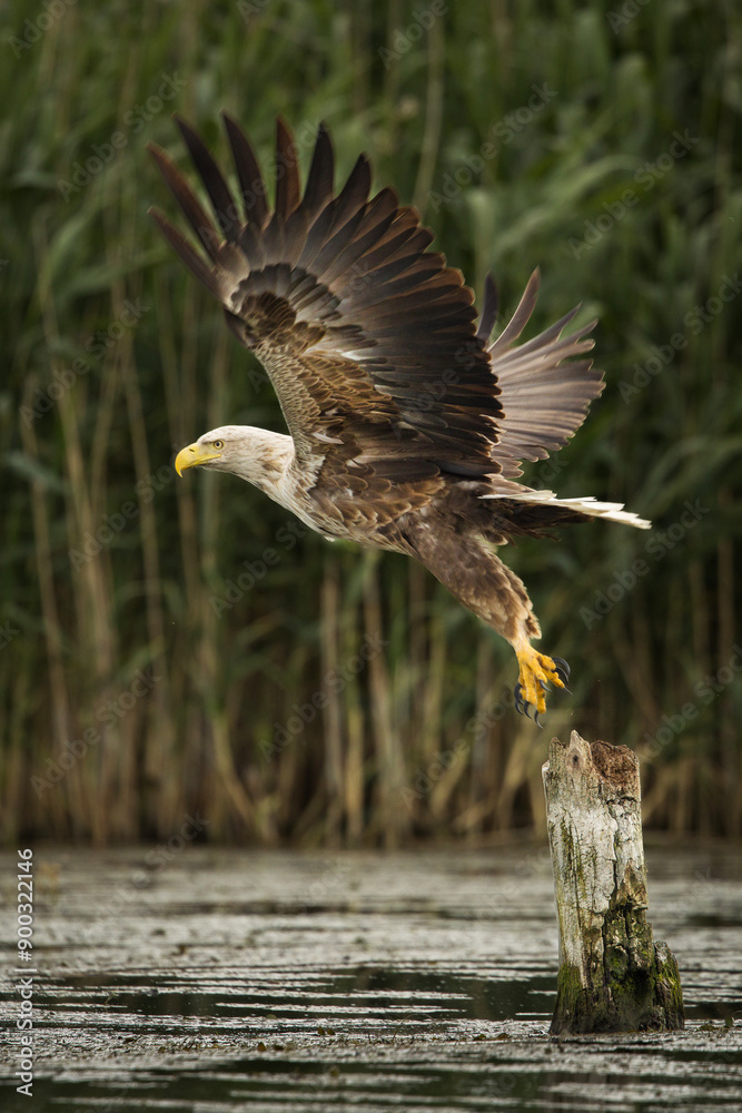 White tailed eagle in wild nature