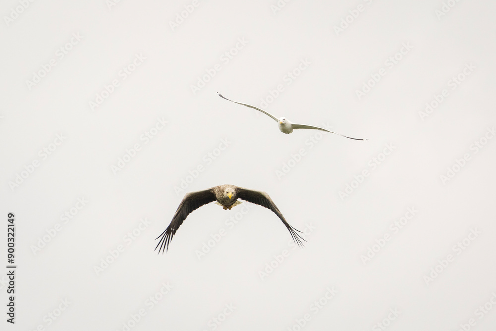 White tailed eagle in wild nature