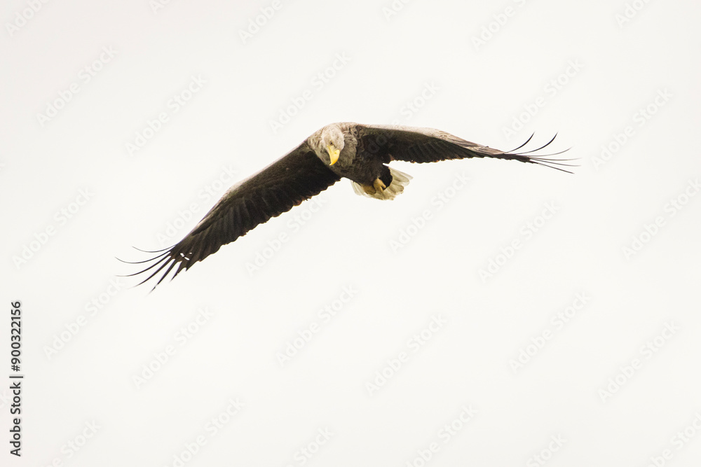 White tailed eagle in wild nature