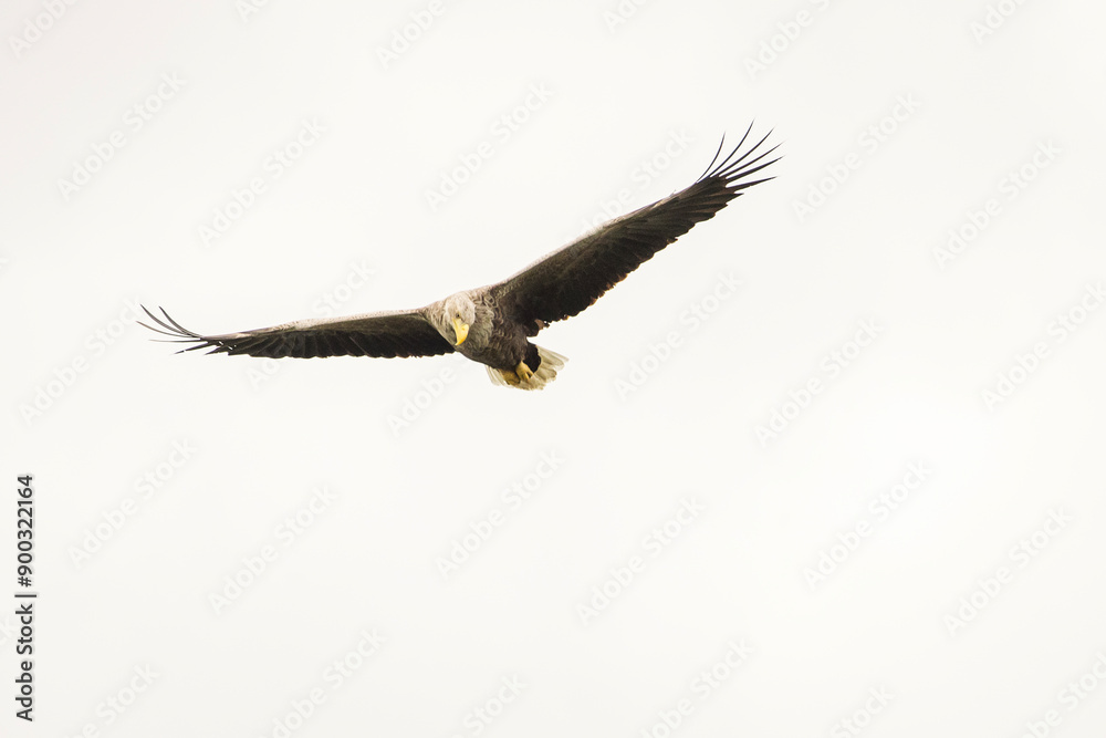 White tailed eagle in wild nature