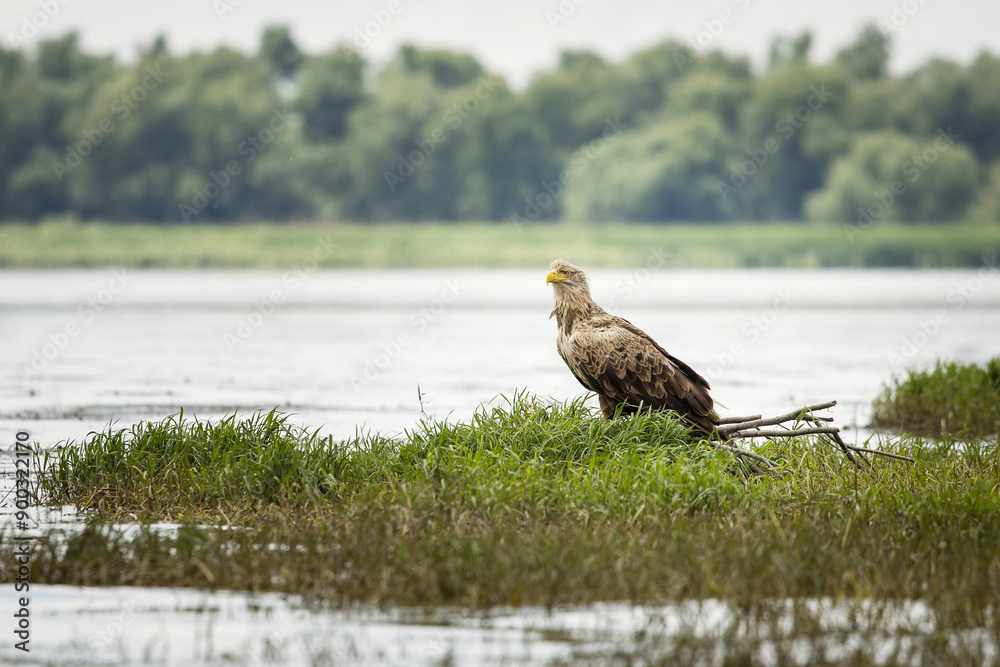 White tailed eagle in wild nature