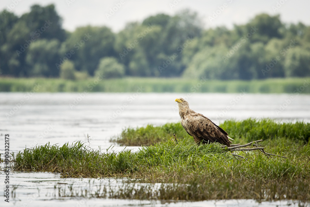 White tailed eagle in wild nature