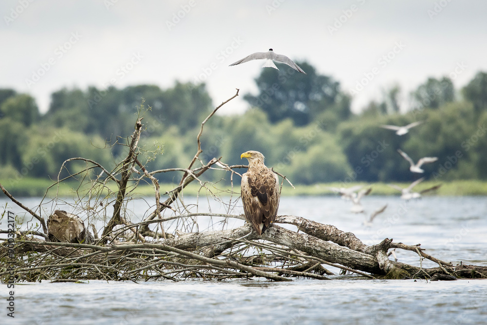 White tailed eagle in wild nature