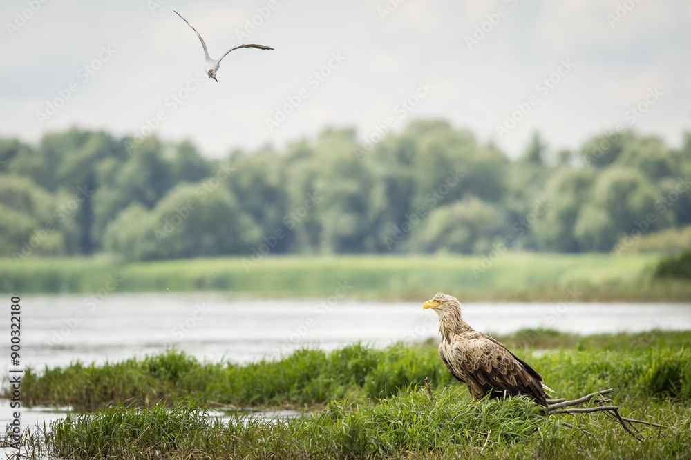 White tailed eagle chased by seagull