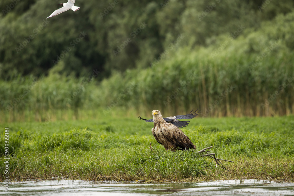 White tailed eagle chased by a craw