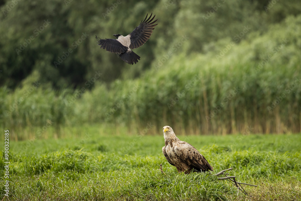 White tailed eagle chased by a craw