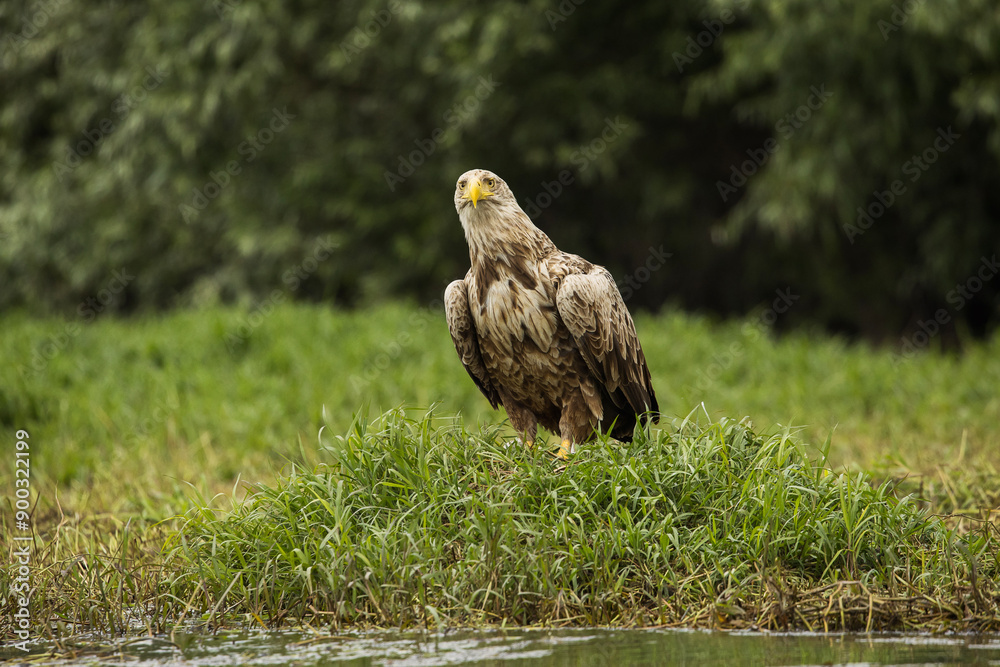 White tailed eagle in wild nature