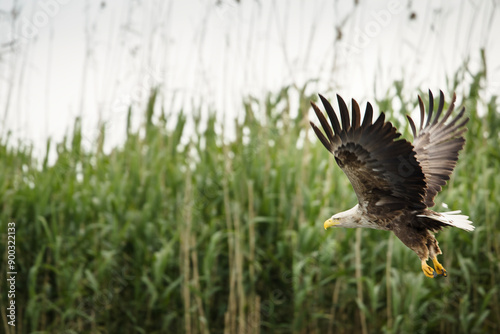 Obraz na płótnie White tailed eagle in wild nature w salonie