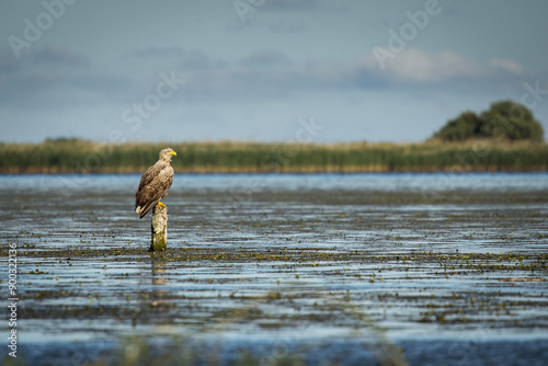 Obraz na płótnie White tailed eagle in wild nature w salonie