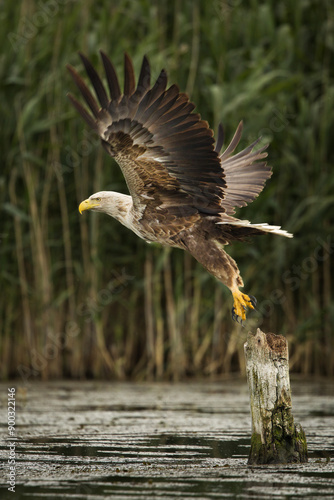 Obraz na płótnie White tailed eagle in wild nature w salonie