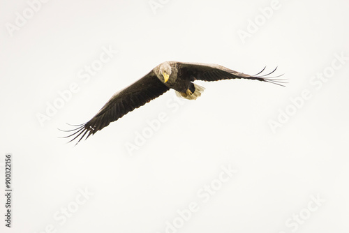 Obraz na płótnie White tailed eagle in wild nature w salonie