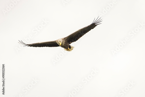 Obraz na płótnie White tailed eagle in wild nature w salonie