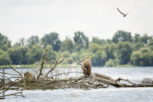 Obraz na płótnie White tailed eagle in wild nature w salonie