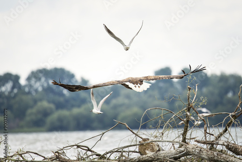 Obraz na płótnie White tailed eagle in wild nature w salonie