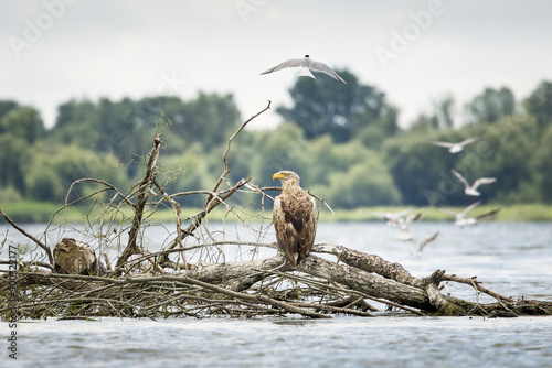 Obraz na płótnie White tailed eagle in wild nature w salonie